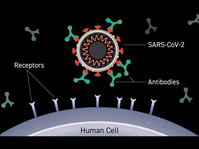 اینٹی باڈیز کی ’کاک ٹیل‘ کورونا وائرس کی نئی اقسام کے خلاف بھی مفید