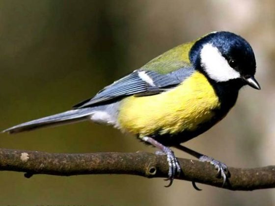 پرندوں کی بڑی آبادی اپنا رویہ اور برتاؤ تبدیل کرسکتی ہے
