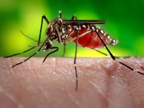 برطانوی سائنس دانوں نے ملیریا کے خلاف موثرترین ویکسین ایجاد کرلی