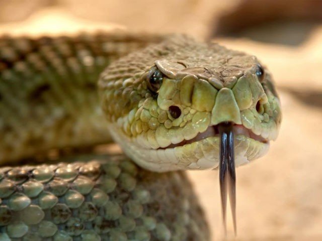 سانپ کے کاٹنے پر شہری نے سانپ کو ہی چبا ڈالا