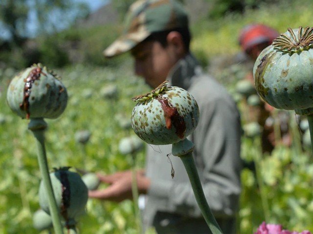 طالبان نے افغانستان میں افیون کی کاشت پر پابندی لگادی