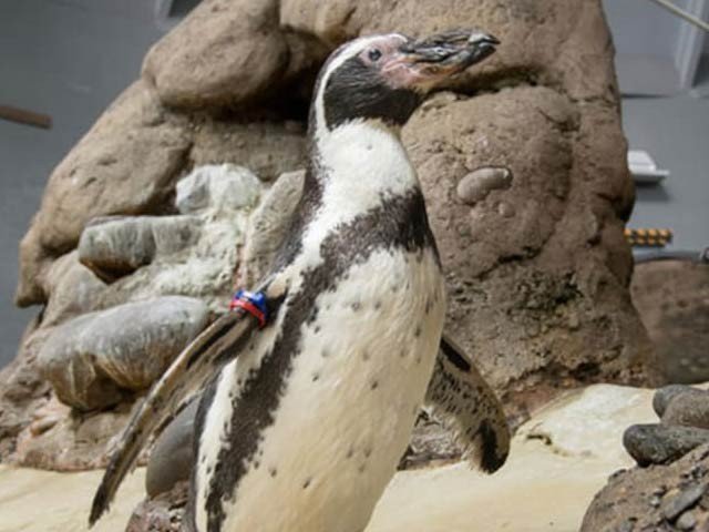 دنیا کا سب سے بوڑھا 31 سالہ پینگوئن چل بسا