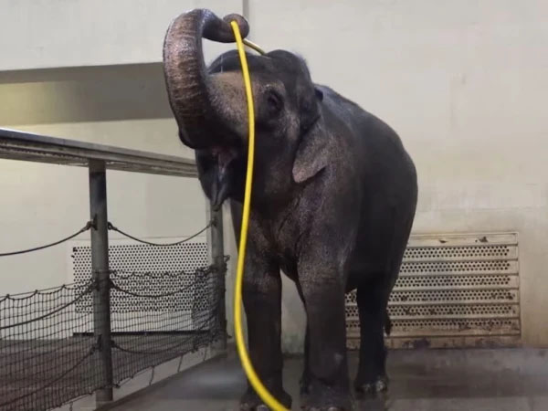 پائپ سے خود نہانے والی ہتھنی سوشل میڈیا پر وائرل